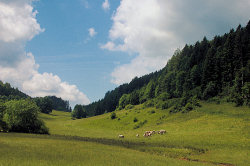 Paysage du Haut-Jura : la combe de Châtel-de-Joux